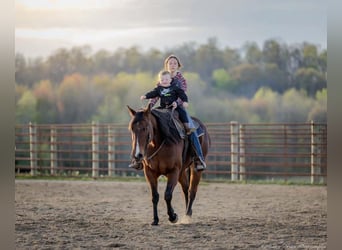 American Quarter Horse, Giumenta, 10 Anni, 157 cm, Baio ciliegia