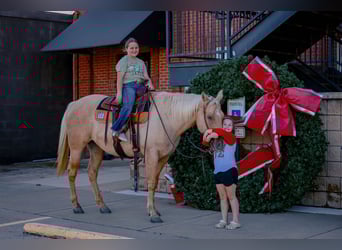 American Quarter Horse, Giumenta, 10 Anni, 157 cm, Palomino