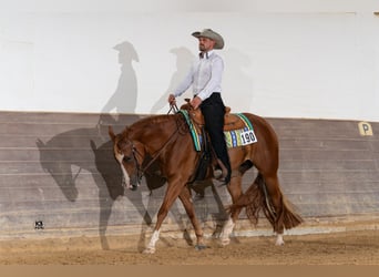 American Quarter Horse, Giumenta, 10 Anni, 160 cm, Sauro