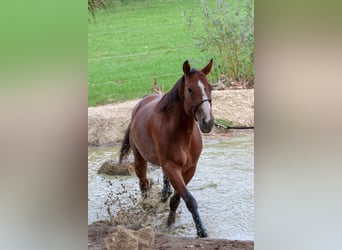 American Quarter Horse, Giumenta, 10 Anni, 162 cm, Baio