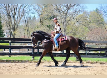 American Quarter Horse, Giumenta, 10 Anni, 168 cm, Morello