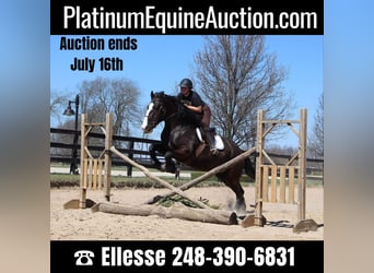 American Quarter Horse, Giumenta, 10 Anni, 168 cm, Morello