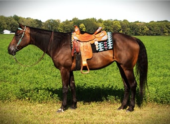 American Quarter Horse, Giumenta, 10 Anni, 170 cm, Baio scuro