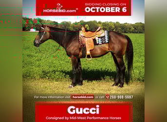 American Quarter Horse, Giumenta, 10 Anni, 170 cm, Baio scuro