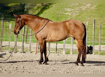 American Quarter Horse, Giumenta, 10 Anni, Falbo