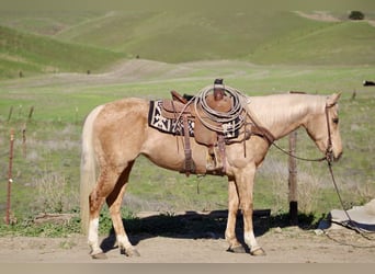 American Quarter Horse, Giumenta, 10 Anni, Palomino