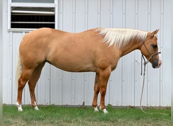 American Quarter Horse, Giumenta, 10 Anni, Palomino