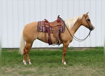 American Quarter Horse, Giumenta, 10 Anni, Palomino