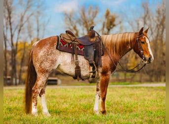 American Quarter Horse, Giumenta, 10 Anni, Sabino