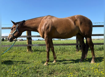 American Quarter Horse, Giumenta, 10 Anni, Sauro