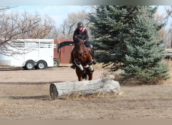American Quarter Horse, Giumenta, 11 Anni, 142 cm, Baio ciliegia