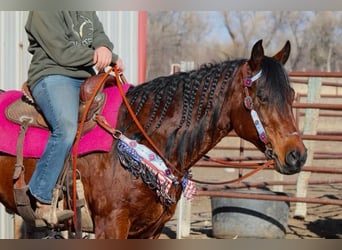 American Quarter Horse, Giumenta, 11 Anni, 142 cm, Baio ciliegia