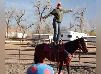 American Quarter Horse, Giumenta, 11 Anni, 142 cm, Baio ciliegia