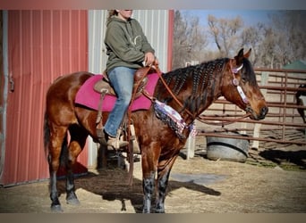 American Quarter Horse, Giumenta, 11 Anni, 142 cm, Baio ciliegia