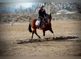 American Quarter Horse, Giumenta, 11 Anni, 142 cm, Baio ciliegia