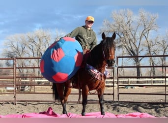 American Quarter Horse, Giumenta, 11 Anni, 142 cm, Baio ciliegia