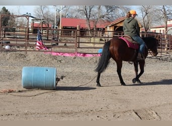 American Quarter Horse, Giumenta, 11 Anni, 142 cm, Baio ciliegia