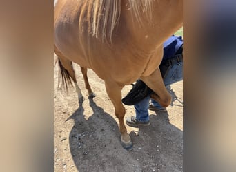 American Quarter Horse, Giumenta, 11 Anni, 142 cm