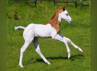 American Quarter Horse, Giumenta, 11 Anni, 147 cm, Baio
