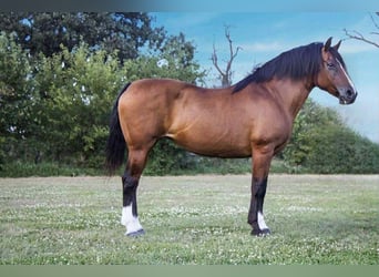 American Quarter Horse, Giumenta, 11 Anni, 147 cm, Baio ciliegia