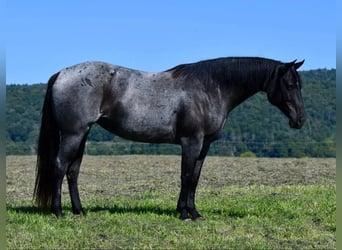 American Quarter Horse, Giumenta, 11 Anni, 147 cm, Roano blu