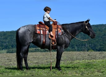 American Quarter Horse, Giumenta, 11 Anni, 147 cm, Roano blu