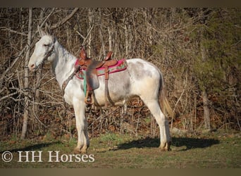 American Quarter Horse, Giumenta, 11 Anni, 147 cm, Roano blu