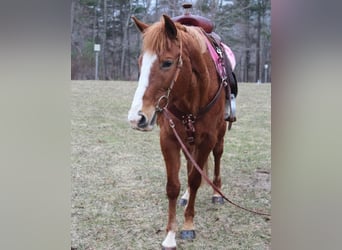 American Quarter Horse, Giumenta, 11 Anni, 147 cm, Sauro scuro