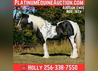 American Quarter Horse, Giumenta, 11 Anni, 147 cm, Tobiano-tutti i colori