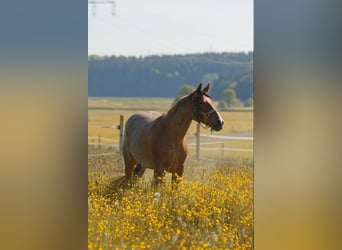 American Quarter Horse, Giumenta, 11 Anni, 149 cm, Roano rosso