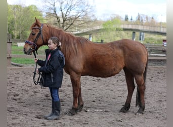 American Quarter Horse, Giumenta, 11 Anni, 149 cm, Sauro