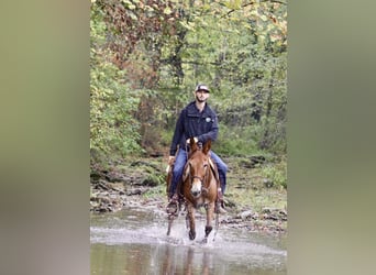 American Quarter Horse, Giumenta, 11 Anni, 150 cm, Baio ciliegia