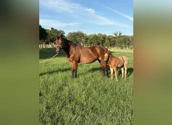 American Quarter Horse, Giumenta, 11 Anni, 150 cm, Baio ciliegia