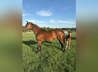 American Quarter Horse, Giumenta, 11 Anni, 150 cm, Baio ciliegia