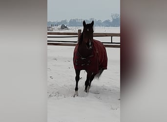 American Quarter Horse, Giumenta, 11 Anni, 150 cm, Baio scuro