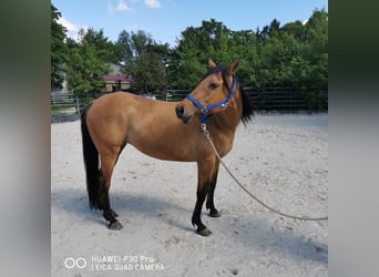 American Quarter Horse, Giumenta, 11 Anni, 150 cm, Falbo