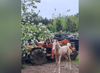 American Quarter Horse, Giumenta, 11 Anni, 150 cm, Overo-tutti i colori