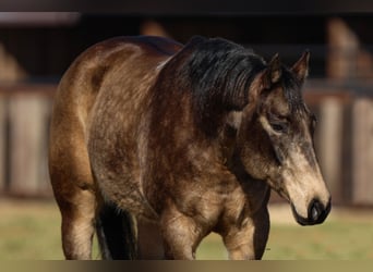 American Quarter Horse, Giumenta, 11 Anni, 150 cm, Pelle di daino