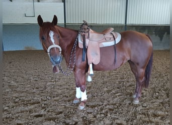 American Quarter Horse, Giumenta, 11 Anni, 150 cm, Sauro