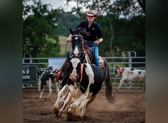 American Quarter Horse, Giumenta, 11 Anni, 150 cm, Tobiano-tutti i colori