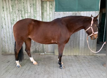 American Quarter Horse, Giumenta, 11 Anni, 152 cm, Baio