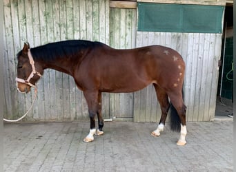 American Quarter Horse, Giumenta, 11 Anni, 152 cm, Baio