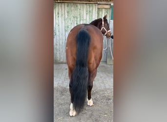 American Quarter Horse, Giumenta, 11 Anni, 152 cm, Baio