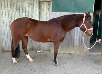 American Quarter Horse, Giumenta, 11 Anni, 152 cm, Baio