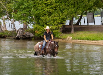 American Quarter Horse, Giumenta, 11 Anni, 152 cm, Baio roano