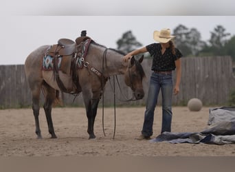 American Quarter Horse, Giumenta, 11 Anni, 152 cm, Baio roano