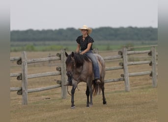 American Quarter Horse, Giumenta, 11 Anni, 152 cm, Baio roano