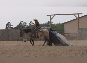 American Quarter Horse, Giumenta, 11 Anni, 152 cm, Baio roano