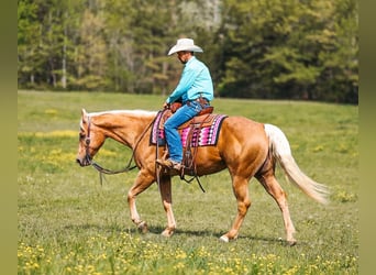 American Quarter Horse, Giumenta, 11 Anni, 152 cm, Palomino