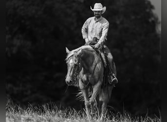 American Quarter Horse, Giumenta, 11 Anni, 152 cm, Palomino